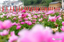 芍药花旗袍写真,穿越时空的美丽邂逅